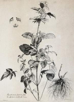 Bild Nr.5: 145-3080 Robert, Nicolas: (Varia, Botanik)
