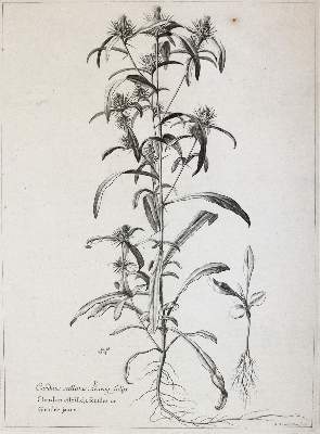 Bild Nr.6: 145-3080 Robert, Nicolas: (Varia, Botanik)