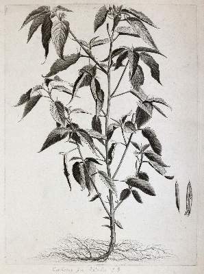 Bild Nr.9: 145-3080 Robert, Nicolas: (Varia, Botanik)