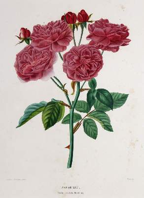 Bild Nr.2: 145-3081 Rosen.: (Varia, Botanik)