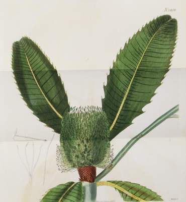 Bild Nr.1: 145-3084 Sammlung: (Varia, Botanik)
