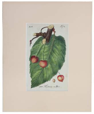 Bild Nr.2: 145-3084 Sammlung: (Varia, Botanik)