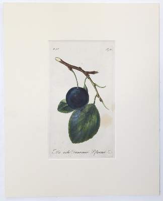 Bild Nr.4: 145-3084 Sammlung: (Varia, Botanik)