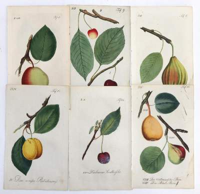 Bild Nr.5: 145-3084 Sammlung: (Varia, Botanik)