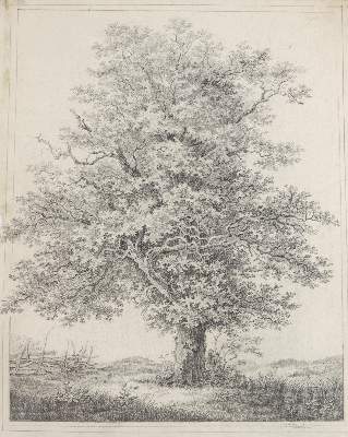 Bild Nr.1: 145-3085 Schnizlein, Karl Friedrich: (Varia, Botanik)