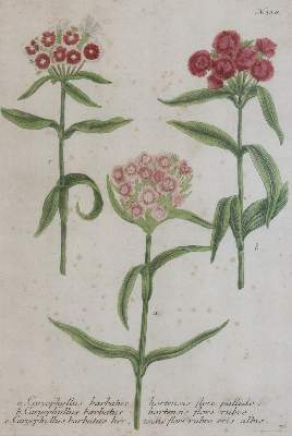 Bild Nr.2: 145-3087 Weinmann, Johann Wilhelm: (Varia, Botanik)