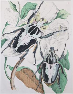 Bild Nr.1: 145-3098 Flora & Fauna.: (Varia)