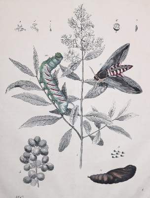 Bild Nr.2: 145-3098 Flora & Fauna.: (Varia)