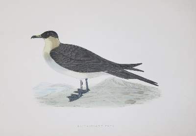 Bild Nr.3: 145-3098 Flora & Fauna.: (Varia)