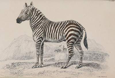Bild Nr.3: 145-3199 Sammlung: (Varia)