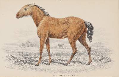 Bild Nr.5: 145-3199 Sammlung: (Varia)
