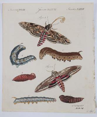 Bild Nr.6: 145-3199 Sammlung: (Varia)