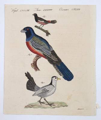 Bild Nr.7: 145-3199 Sammlung: (Varia)
