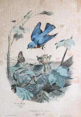 Bild Nr.1: 145-3204 Sowerby, James: (Varia)