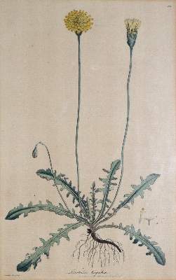 Bild Nr.2: 145-3204 Sowerby, James: (Varia)