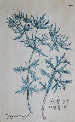 Bild Nr.3: 145-3204 Sowerby, James: (Varia)