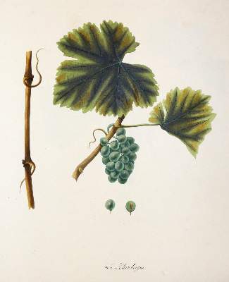 Bild Nr.7: 145-3215 Kerner, Johann Simon von: (Varia, Wein)