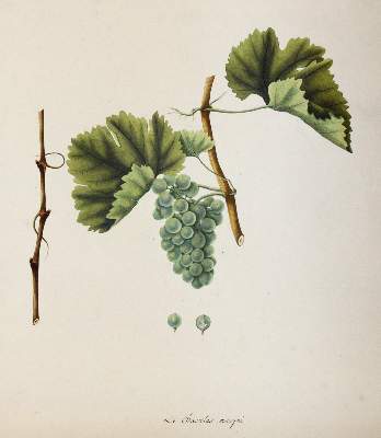 Bild Nr.8: 145-3215 Kerner, Johann Simon von: (Varia, Wein)