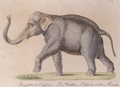 Bild Nr.3: 145-3219 Brodtmann, Carl Joseph: (Varia, Zoologie)