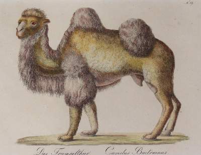 Bild Nr.4: 145-3219 Brodtmann, Carl Joseph: (Varia, Zoologie)