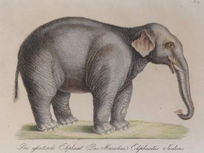 Bild Nr.5: 145-3219 Brodtmann, Carl Joseph: (Varia, Zoologie)