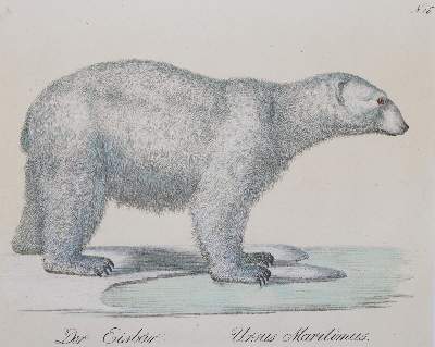 Bild Nr.2: 145-3220 Brodtmann, Karl Joseph: (Varia, Zoologie)