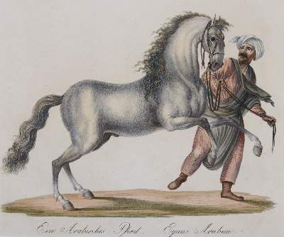 Bild Nr.3: 145-3220 Brodtmann, Karl Joseph: (Varia, Zoologie)