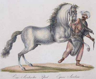 Bild Nr.4: 145-3220 Brodtmann, Karl Joseph: (Varia, Zoologie)