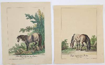 Bild Nr.1: 145-3227 Ridinger, Johann Elias: (Varia, Zoologie)