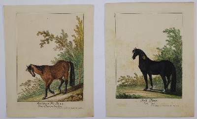 Bild Nr.2: 145-3227 Ridinger, Johann Elias: (Varia, Zoologie)