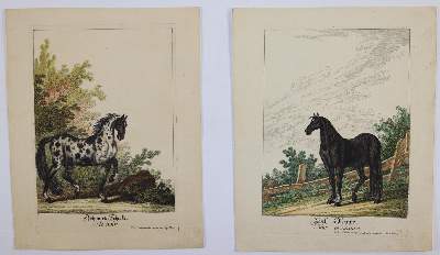 Bild Nr.3: 145-3227 Ridinger, Johann Elias: (Varia, Zoologie)