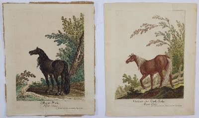 Bild Nr.5: 145-3227 Ridinger, Johann Elias: (Varia, Zoologie)