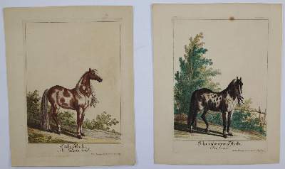 Bild Nr.6: 145-3227 Ridinger, Johann Elias: (Varia, Zoologie)