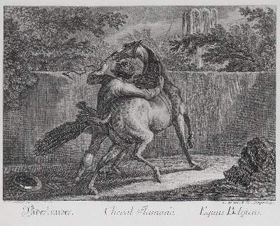 Bild Nr.6: 145-3228 Riedinger, Johann Elias: (Varia, Zoologie)