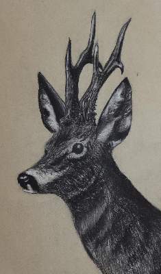 Bild Nr.2: 145-3229 Tiere.: (Varia, Zoologie)