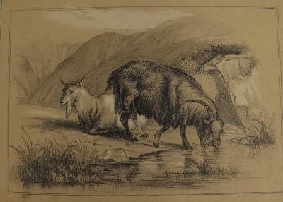 Bild Nr.3: 145-3229 Tiere.: (Varia, Zoologie)