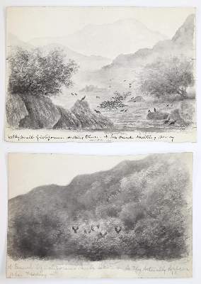 Bild Nr.2: 145-3230 Vögel in amerikanischen Landschaften.: (Varia, Zoologie)