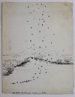 Bild Nr.5: 145-3230 Vögel in amerikanischen Landschaften.: (Varia, Zoologie)