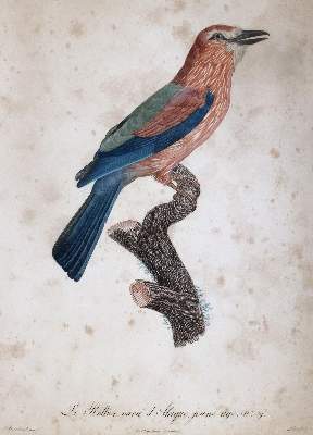 Bild Nr.2: 145-3232 Levaillant, Francois: (Varia, Zoologie, Vögel)