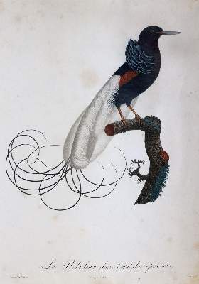 Bild Nr.3: 145-3232 Levaillant, Francois: (Varia, Zoologie, Vögel)
