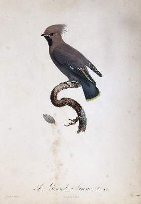 Bild Nr.4: 145-3232 Levaillant, Francois: (Varia, Zoologie, Vögel)