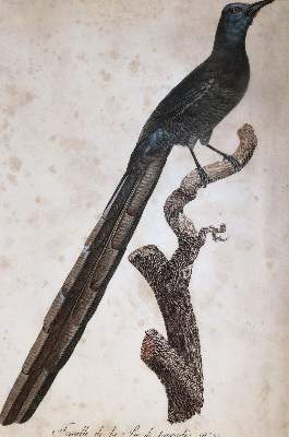 Bild Nr.6: 145-3232 Levaillant, Francois: (Varia, Zoologie, Vögel)