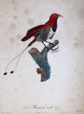 Bild Nr.7: 145-3232 Levaillant, Francois: (Varia, Zoologie, Vögel)