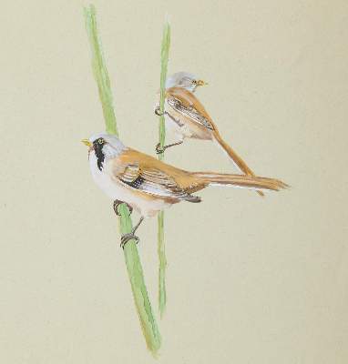 Bild Nr.3: 145-3234 Vögel.: (Varia, Zoologie, Vögel)