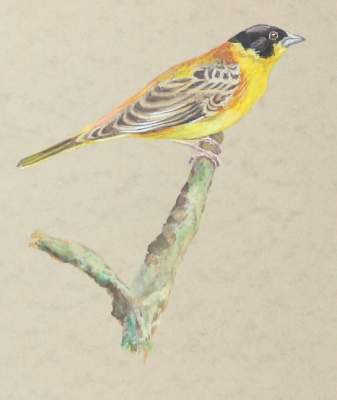 Bild Nr.6: 145-3234 Vögel.: (Varia, Zoologie, Vögel)
