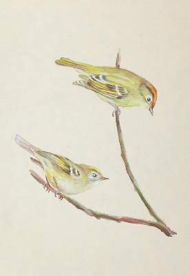 Bild Nr.7: 145-3234 Vögel.: (Varia, Zoologie, Vögel)