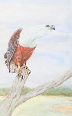 Bild Nr.8: 145-3234 Vögel.: (Varia, Zoologie, Vögel)