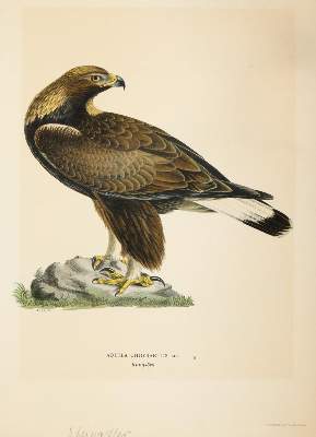 Bild Nr.2: 145-3235 Wright, Magnus u. Willhelm von: (Varia, Zoologie, Vögel)