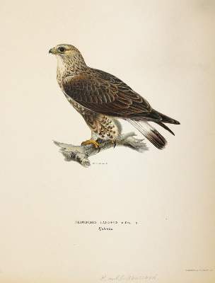 Bild Nr.3: 145-3235 Wright, Magnus u. Willhelm von: (Varia, Zoologie, Vögel)