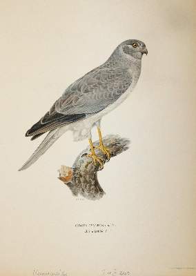 Bild Nr.4: 145-3235 Wright, Magnus u. Willhelm von: (Varia, Zoologie, Vögel)